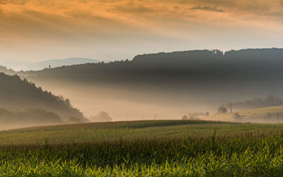 Scenic view of vineyard