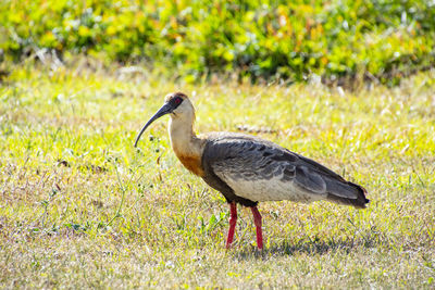 Duck walking on a field