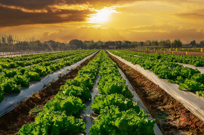 Agricultural industry. growing salad lettuce on field with sunset