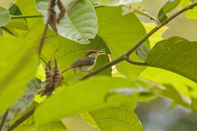 Close-up of butterfly perching on leaf