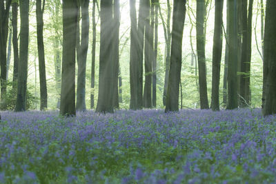 Purple flowers growing in forest