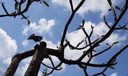 Low angle view of bird perching on tree against sky