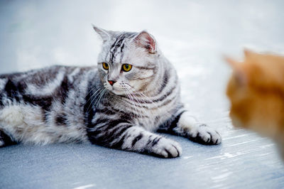 Gray and orange cats lounging by the pool at my house. real cat lover concept