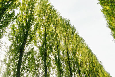 Low angle view of trees against sky