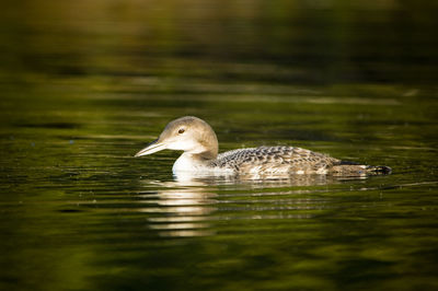 Close-up of common loon swimming in lake