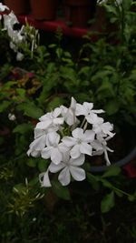 Close-up of white flowers blooming outdoors