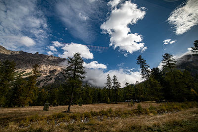 Scenic view of forest against sky