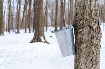 Maple tree sap flowing into buckets