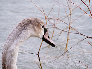 Close-up of swan on lake