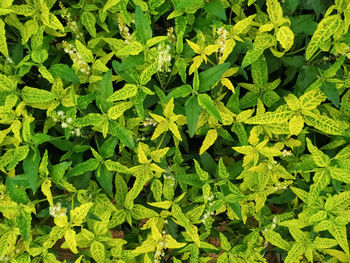 High angle view of green leaves on field