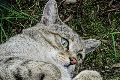 Close-up portrait of tiger