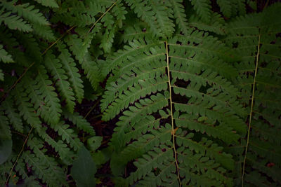 High angle view of fern leaves