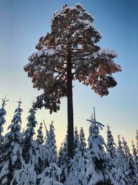 Low angle view of pine tree against sky