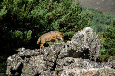 View of lizard on rock