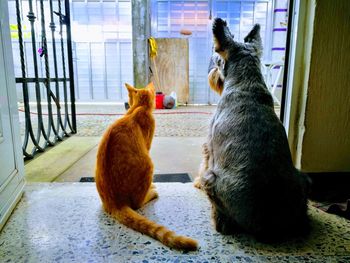 Cats sitting in a cat looking away