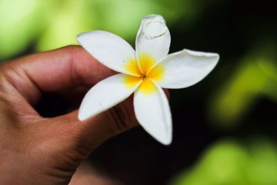 Close-up of hand holding white flowering plant
