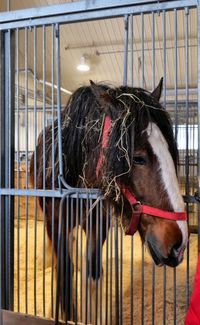 Close-up of horse in stable