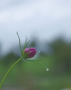 Close-up of flower against blurred background