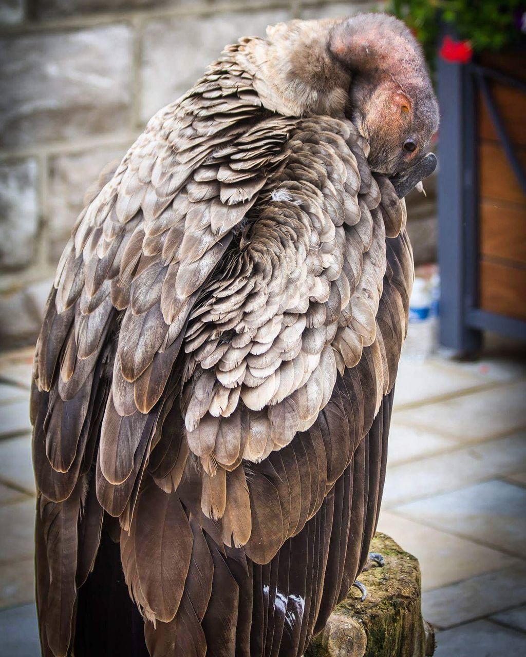 bird, animal themes, one animal, animals in the wild, animal wildlife, focus on foreground, perching, close-up, day, feather, no people, outdoors, beak, nature, bird of prey, vulture