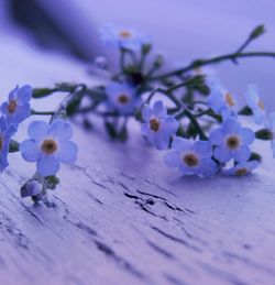 Close-up of purple flowers blooming