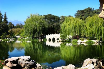 Reflection of trees in lake