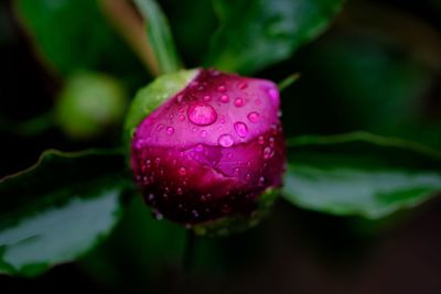 Close-up of wet pink rose 
