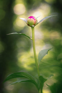 Close-up of flower bud