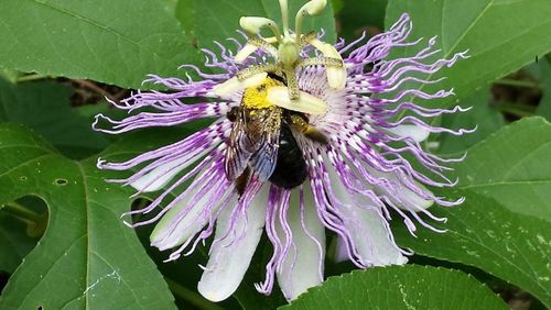 Close-up of bee on purple flower