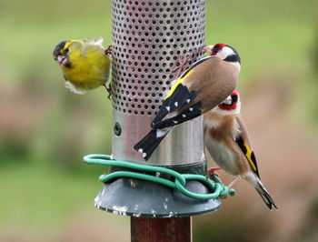 Close-up of bird perching on feeder