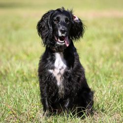 Portrait of black dog sitting on field