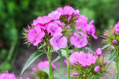 Close-up of pink flowering plants