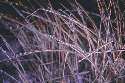 A branch covered with a crust of ice with neon lighting. ice garland