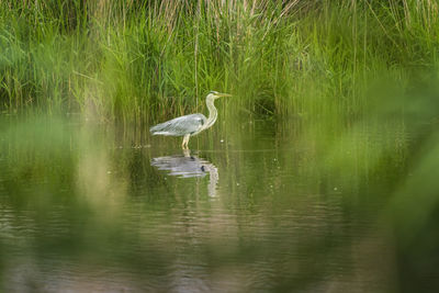 Bird in a lake