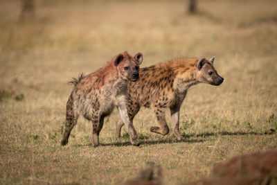 Two spotted hyena run across sunny grassland