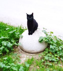 Portrait of black cat sitting outdoors