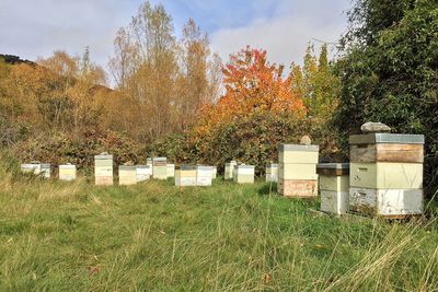 Bee boxes on landscape against trees