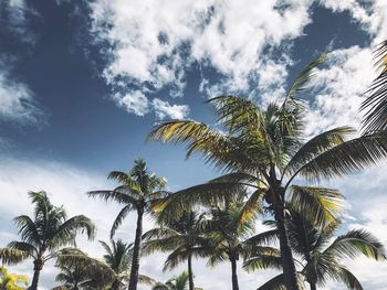 Low angle view of palm trees against sky