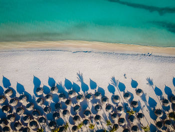 High angle view of succulent plant on beach