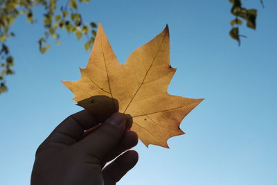 Close-up of maple leaf against clear blue sky