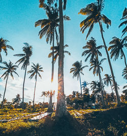 Low angle view of palm trees against sky