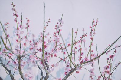 Low angle view of cherry blossoms against sky