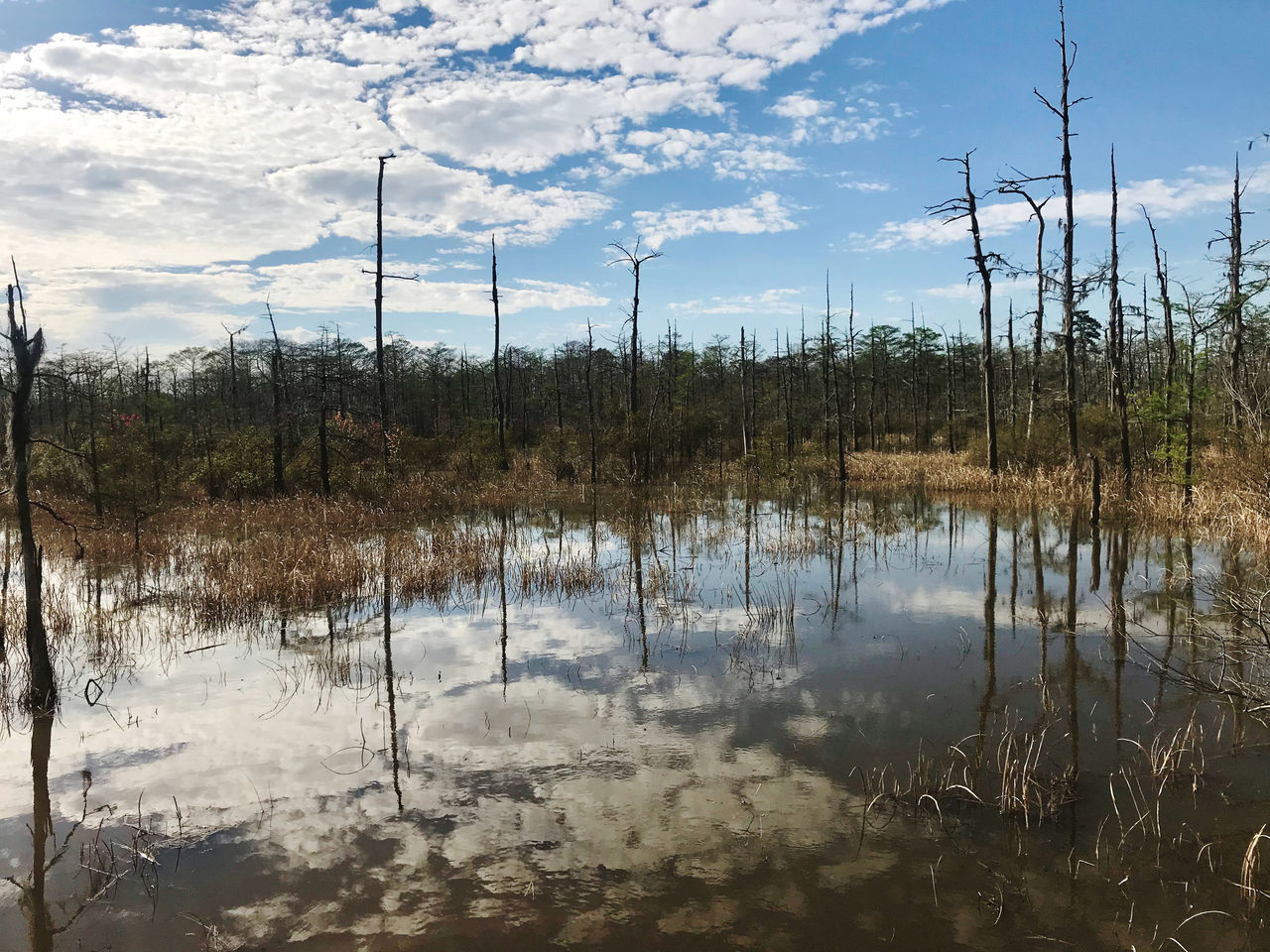 REFLECTION OF TREES IN LAKE