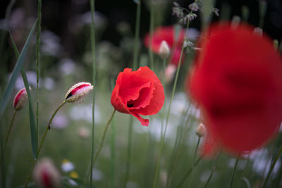 Close-up of red poppy flowers blooming outdoors