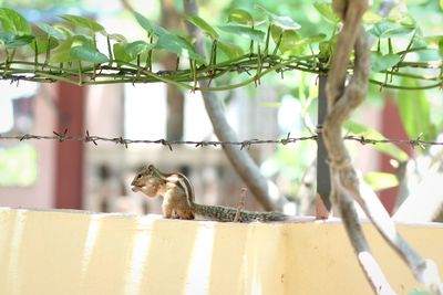 Squirrel on a tree