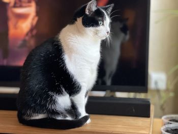 Cat sitting on table at home