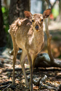 Portrait of deer