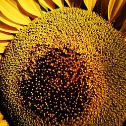 Close-up of yellow flower