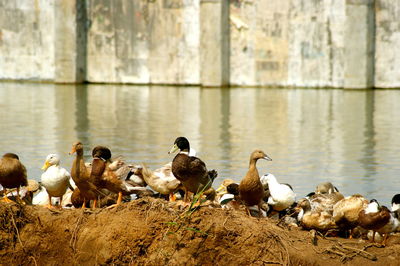 Flock of birds in lake