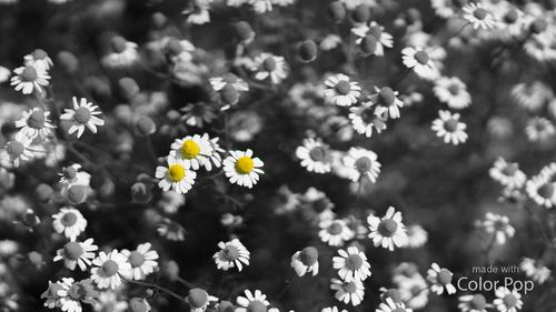 Close-up of cosmos flowers blooming on field