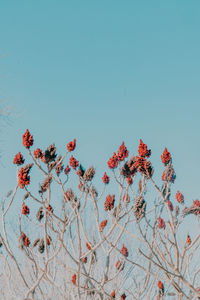 Low angle view of flowering plant against clear sky